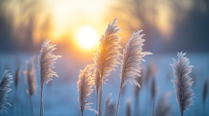Dry golden reeds glisten with frost as the warm sun rises, creating a serene winter scene.