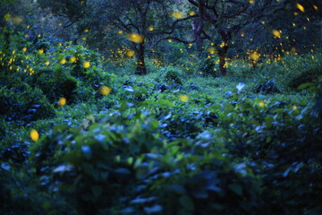 Fireflies in the bush at night at Prachinburi, Thailand. Bokeh light of firefly flying in forest night time
