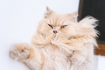 It's too hot in the summer, the yellow British longhair cat lies on the floor to cool off