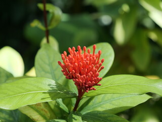 温室のサンタンカの蕾