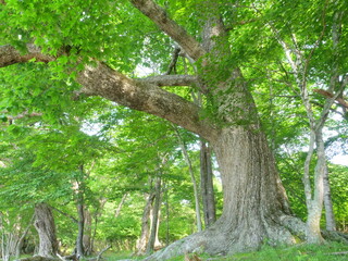 ミズナラの大木