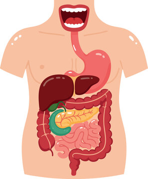 Human digestive system anatomy illustration with mouth esophagus stomach liver pancreas intestines vector educational 