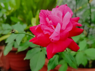 Rosa hybrida or Rosa or Rosaceae or Rosa chinensis Jacq var minima Voss or small rose or fuchsia...