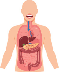 Human Digestive System Anatomy Illustration Showing Internal Organs and Tract 