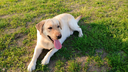 Beautiful labrador puppy walking on grass against sky and dirt road. Dog posing