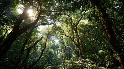 Sunlight filtering through lush forest