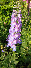 Beautiful delphinium flower blooms in the garden. Perennial plant, park, nature, landscape design