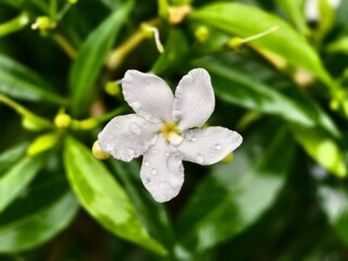 Fototapeta premium Mondokaki Flower (Tabernaemontana Divaricata) in the morning