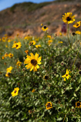 Obraz premium Yellow Flowers on the Coast of Southern California