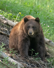 Cinnamon American black bear (Ursus americanus), sow, Yellowstone National Park