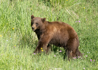 Cinnamon American black bear (Ursus americanus), sow, Yellowstone National Park