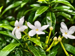 Mondokaki Flower (Tabernaemontana Divaricata) in the morning