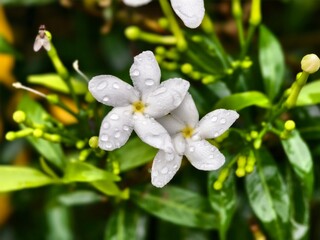 Mondokaki Flower (Tabernaemontana Divaricata) in the morning	