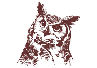 Great Horned Owl hand drawn sketch vector illustration © Shutoda