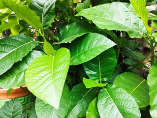 green leaves background