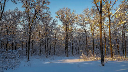 A quiet winter forest with tall snow-covered trees, softly lit by warm, soft sunlight streaming through bare branches, creating a tranquil atmosphere.