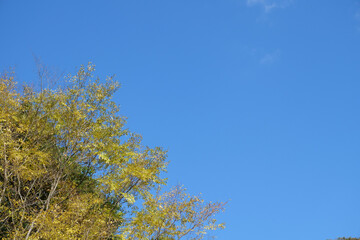 Obraz premium 黄葉と青空