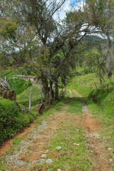 roads surrounded by landscapes, forests, nature and illuminated by sunlight and adorned by clouds...