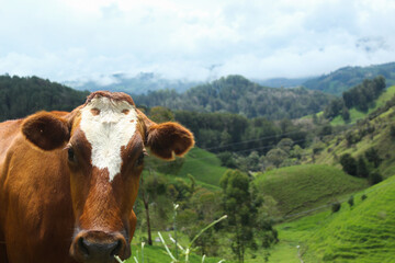 image of a group of cows eating grass on the mountain, sunbathing, and the shadow of the clouds