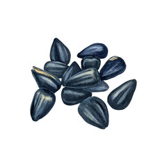 Black organic sunflower seeds, nutritious and delicious healthy food, raw material for oil production. Set of hand-drawn isolated objects on white, watercolor illustration. Design element for wrapping