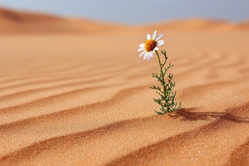 Resilient flower blooming in desert sands nature photography serene landscape close-up view hope and survival