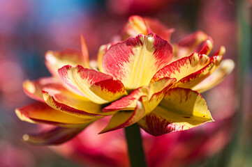 Vibrant red and yellow tulip captured in macro. Petals glow in sunlight with soft bokeh background. A vivid and detailed image of springtime bloom and natural beauty.