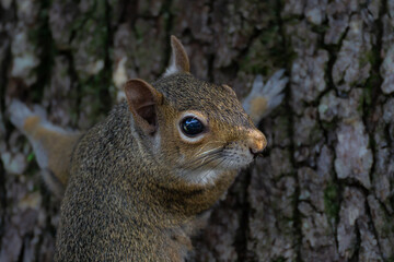 Gray squirrel with dark eyes perched against textured tree bark in natural outdoor setting. The rodent's fur shows detailed brown and gray coloring with white chest markings. Sharp focus captures the 