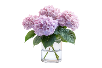 hydrangeas flowers in a glass vase isolated on a transparent background