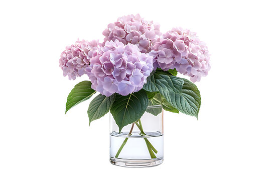 hydrangeas flowers in a glass vase isolated on a transparent background