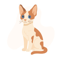 Devon rex cat with big ears and curly coat sits calmly with blue eyes. This devon rex cat captures charm and uniqueness of devon rex breed in clean vector style.