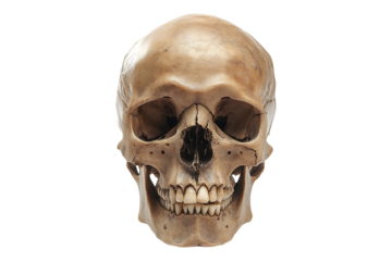 human skull isolated on a transparent background