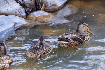 duck in the water