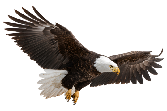 Majestic bald eagle in flight with wings spread wide isolated on transparent background