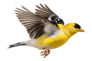 Bright yellow goldfinch bird in mid flight with wings spread isolated on transparent background