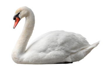 Elegant white swan floating on water isolated on transparent background
