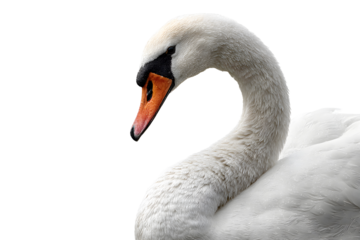 Elegant white swan floating on water isolated on transparent background