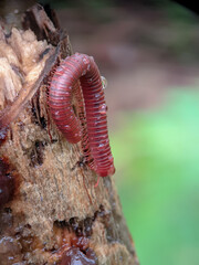 portrait photo of Spirostreptus animal