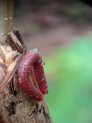 portrait photo of Spirostreptus animal