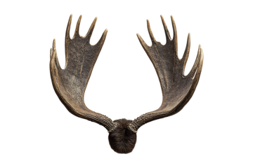 Moose antlers isolated on a transparent background