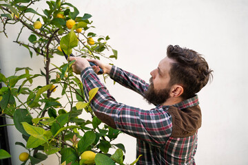 Bearded handsome man gardener taking care of lemon tree holding pruning shears 