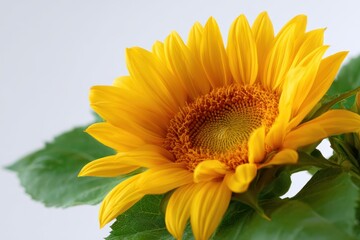 Bright yellow sunflower in close-up on white