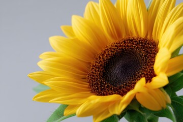 Obraz premium Bright yellow sunflower in close-up on white