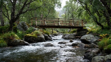 Obraz premium Wooden bridge over creek in forest