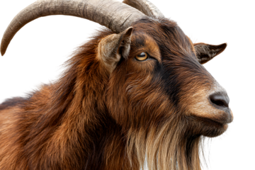 Close-up of a brown goat with long horns and textured fur isolated on transparent background