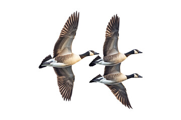 geese flying isolated on a transparent background