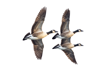 geese flying isolated on a transparent background
