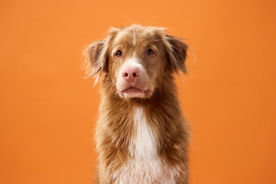 Indoor Dog" Images – Browse 3,708 Stock Photos, Vectors, and Video | Adobe Stock