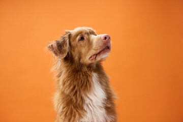 A Nova Scotia Duck Tolling Retriever sits looking up against an orange background in a studio setting. The bright backdrop and the dog upward gaze create a lively atmosphere.