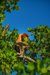 Fototapeta premium Proboscis Monkey or Bekantan resting in Tree Canopy