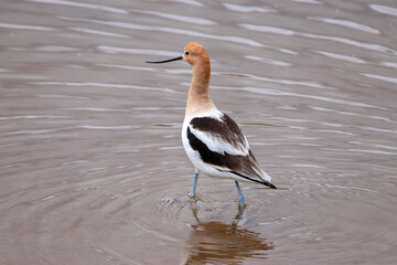 A group of American Avocet in Utah